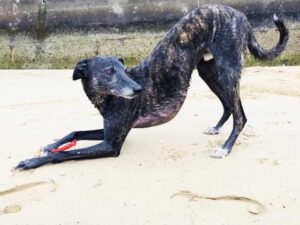 飼いやすい犬種グレイハウンド