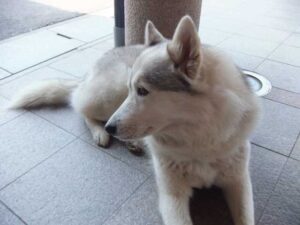 飼いやすい犬種シベリアンハスキー