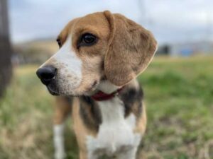 飼いやすい犬種ビーグル