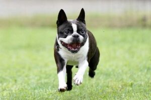 飼いやすい犬種ボストンテリア