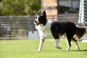 飼いやすい犬種ボーダーコリー