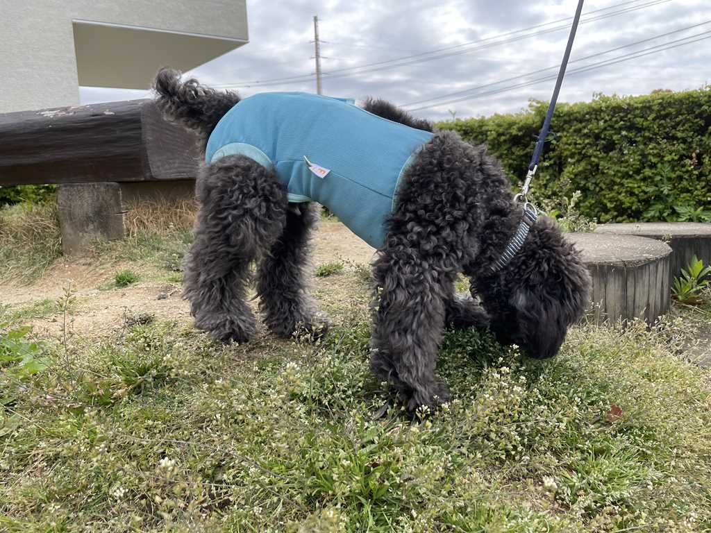 去勢手術をしたトイプードル