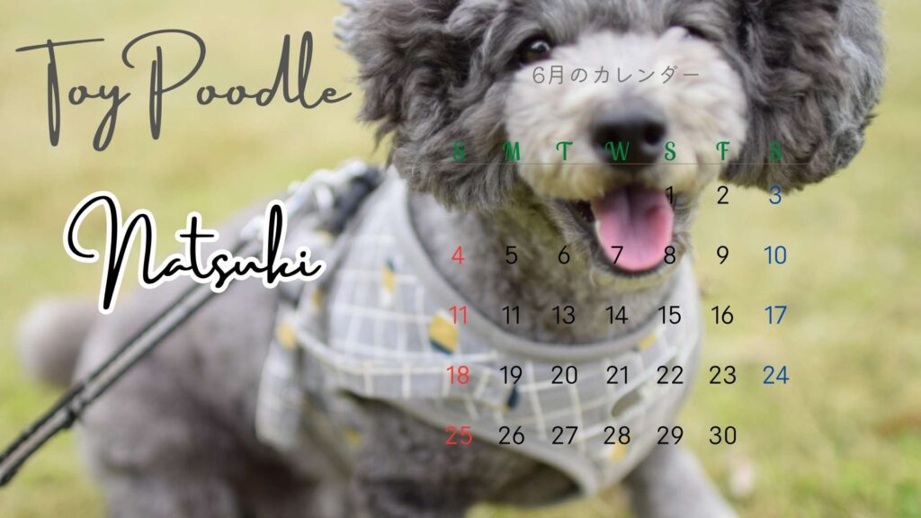 トイプードルシルバーの6月カレンダー