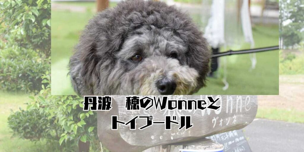 穂のWonneのサムネ